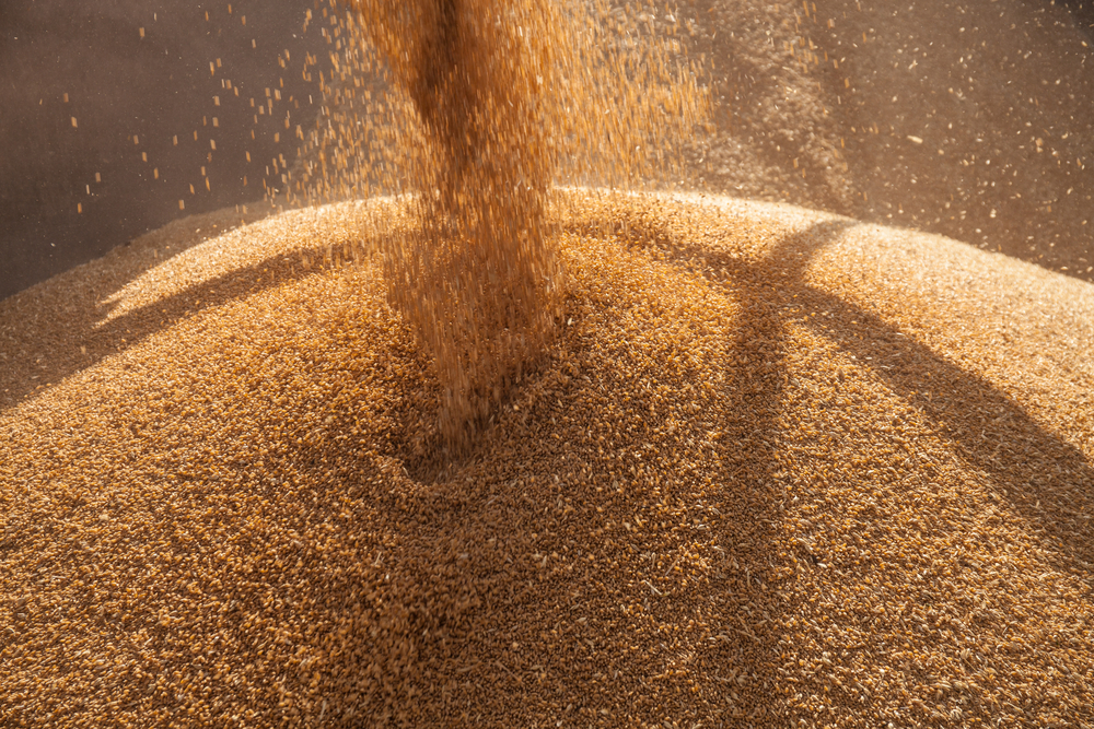 Grain auger vs grain conveyor for handling wheat